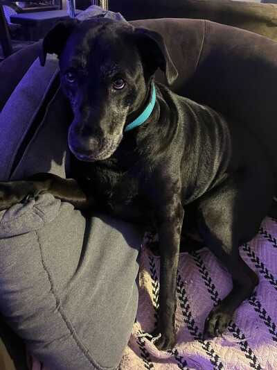 Off The Leash Dog Grooming Ballwin MO Nextdoor