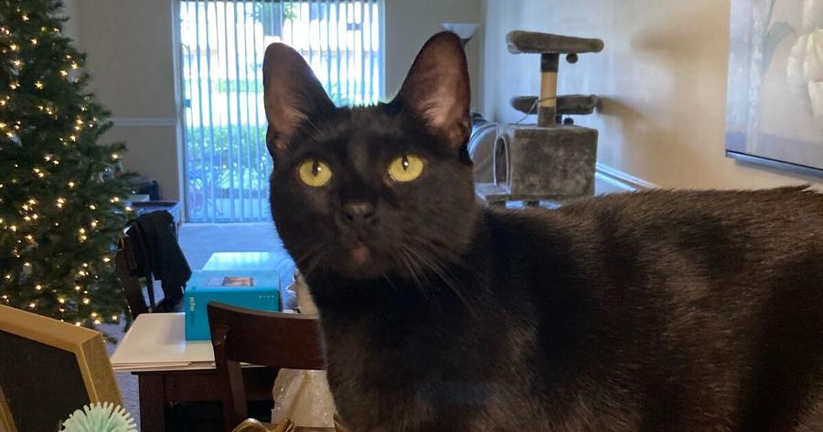 Free Christmas tree, cat not included in Melbourne, FL | For Sale ...