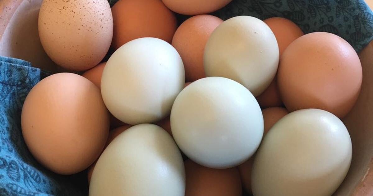 Fresh Farm Eggs for 234 in Basehor, KS For Sale & Free — Nextdoor