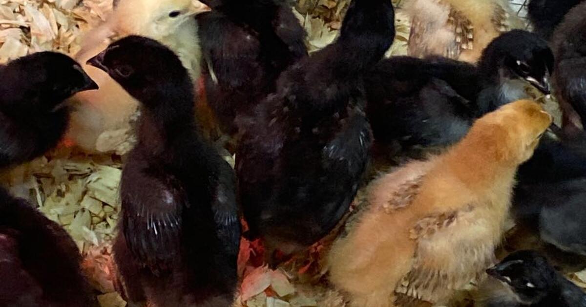 Chicks and Pullets in Burlington, NC Finds — Nextdoor