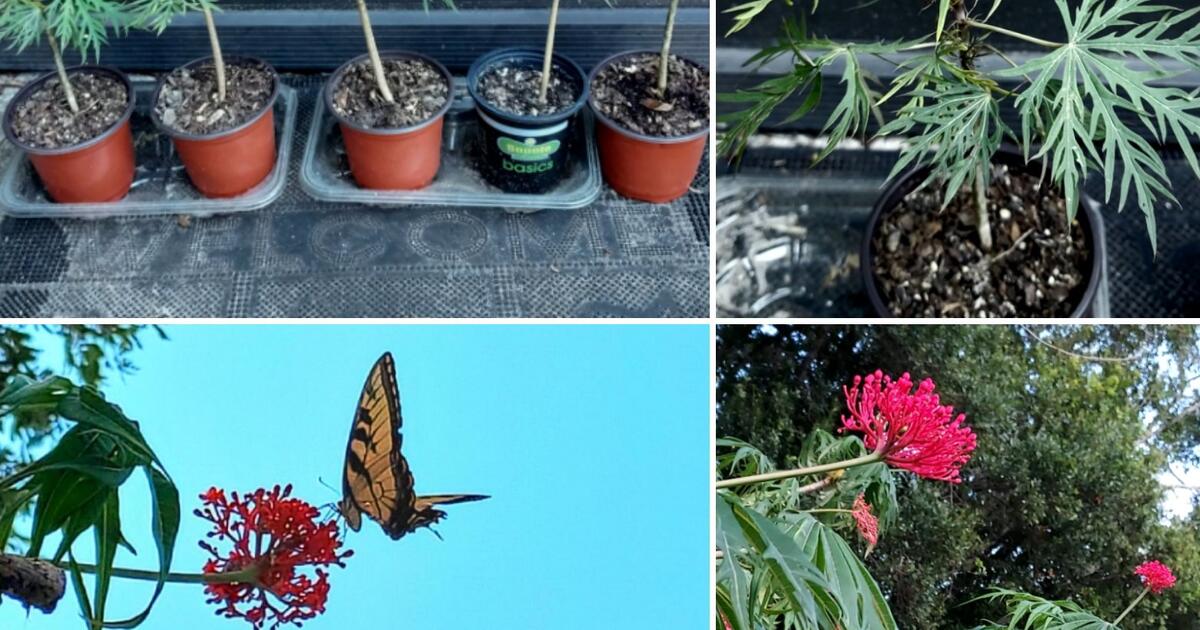  young tropical coral plant jatropha multifida 10 tall butterfly