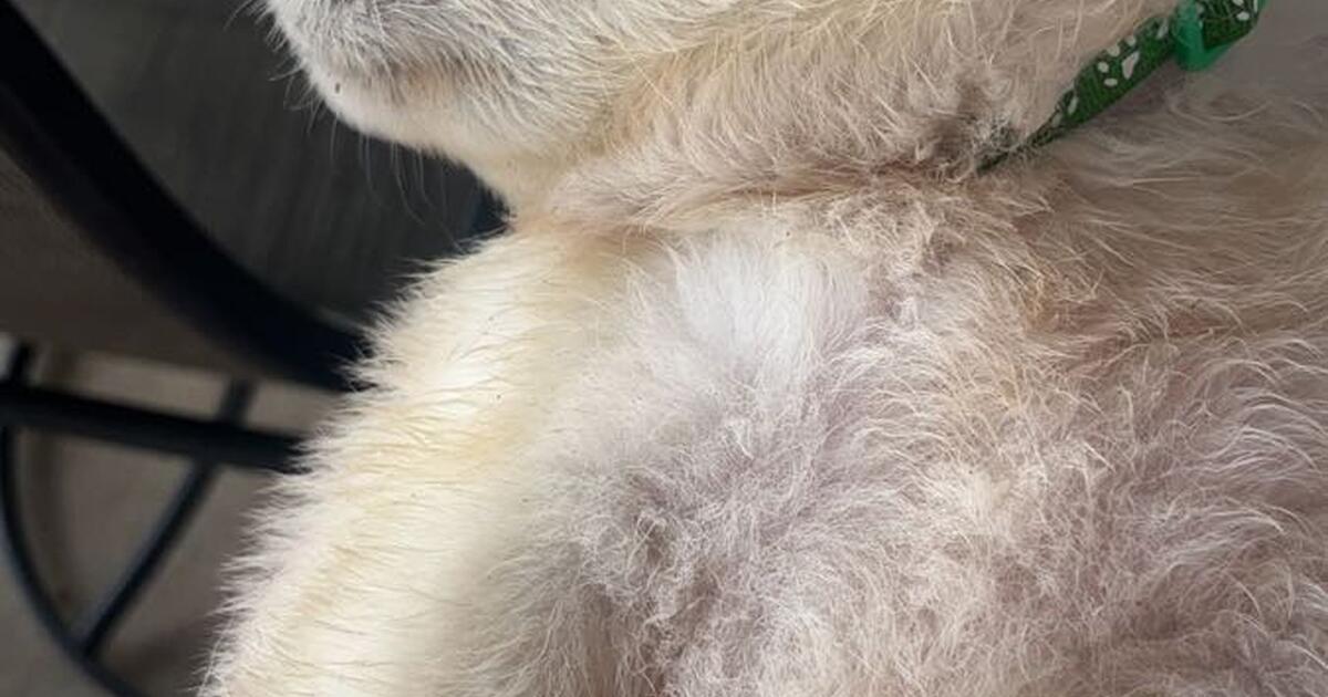 Free Puppy for Free in Burleson, TX Finds — Nextdoor