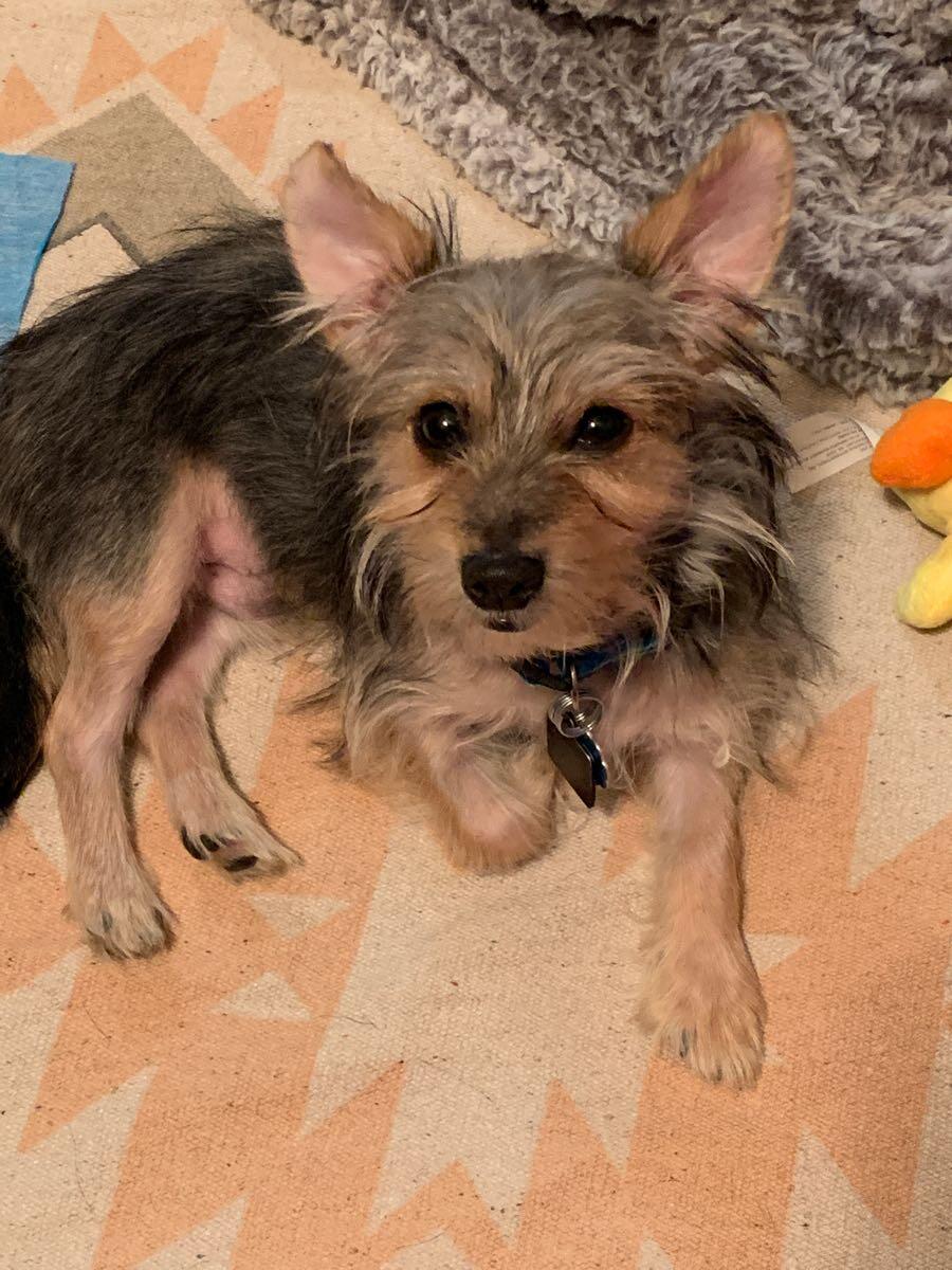 petsmart rivergate
