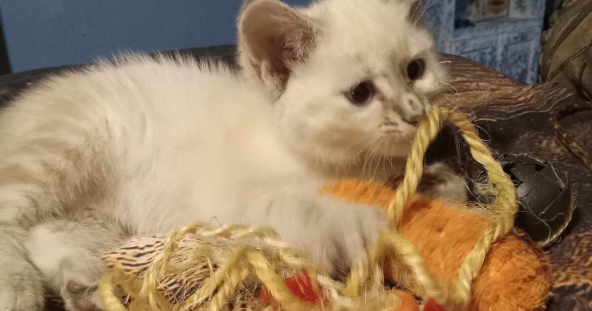 3 Healthy Kittens 7 Wks Old Need Rehomed Today for Free in Knoxville