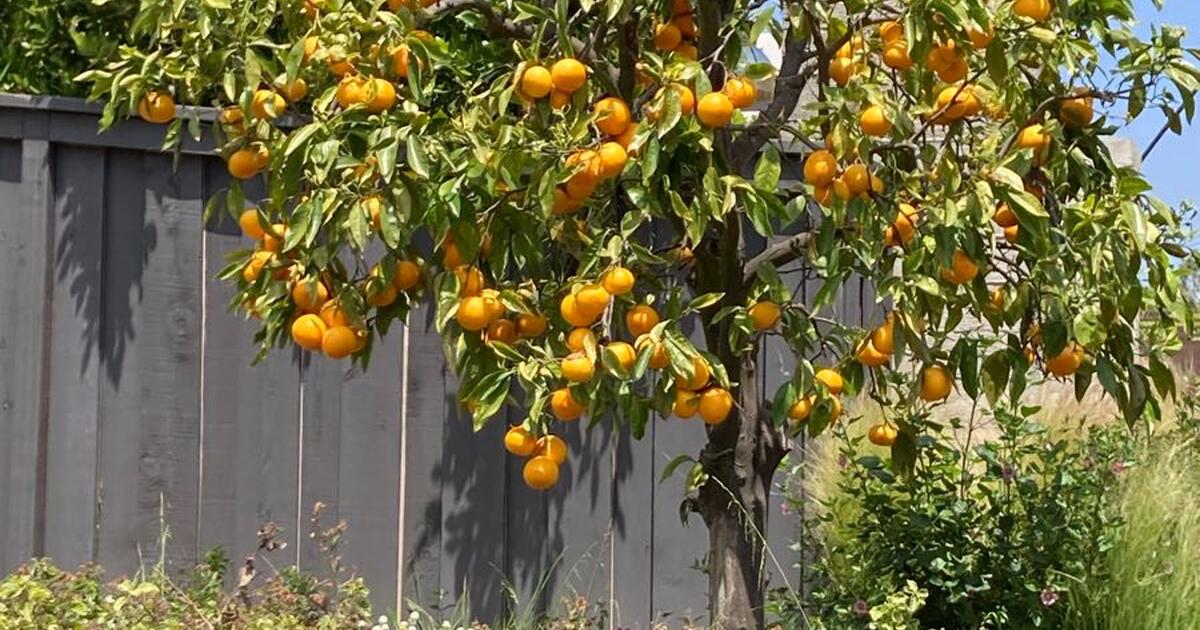 Tangerines you pick for Free in Encinitas, CA Finds — Nextdoor