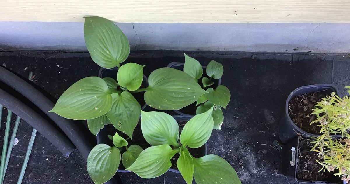 Blue halcyon hostas, Rosemary, Stevia for $1 in Rehoboth Beach, DE ...