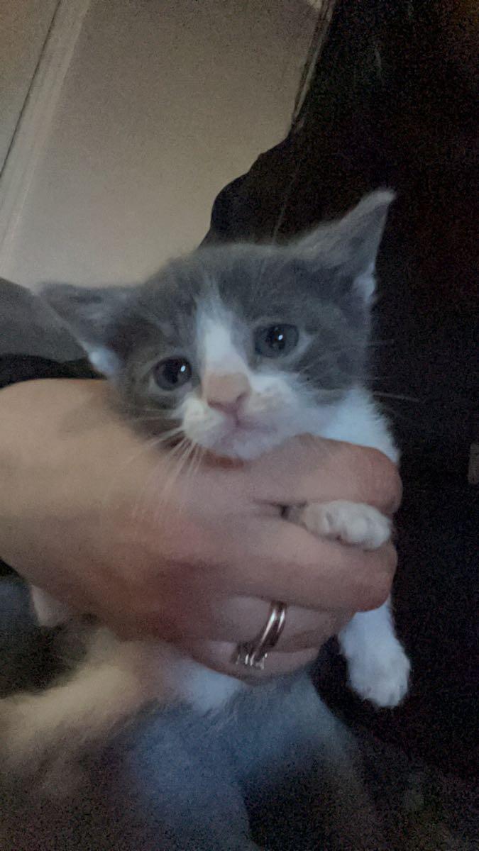Kittens for 30 in Pasadena, TX For Sale & Free — Nextdoor