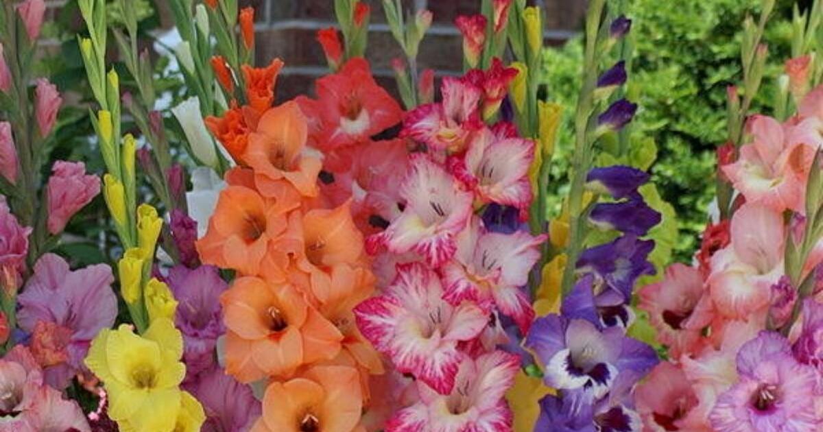 Gladiolus Pastel Mix Bulbs for 6 in Gilroy, CA Finds — Nextdoor