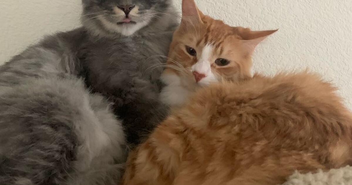 Give away my cat for Free in Sparks, NV Finds — Nextdoor