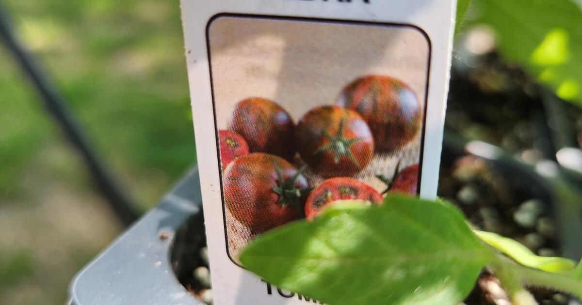 Tomatoes 3 plants for $5 Roma Purple Zebra Tomato berry Sweet 100 ...