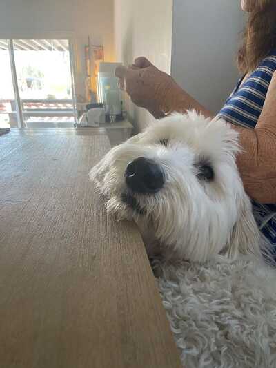 The pampered pet hotel online and spa