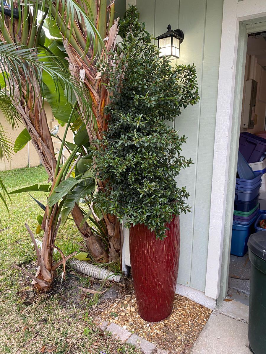 Two Burgandy Tall Planers in Palm Coast, FL For Sale & Free — Nextdoor