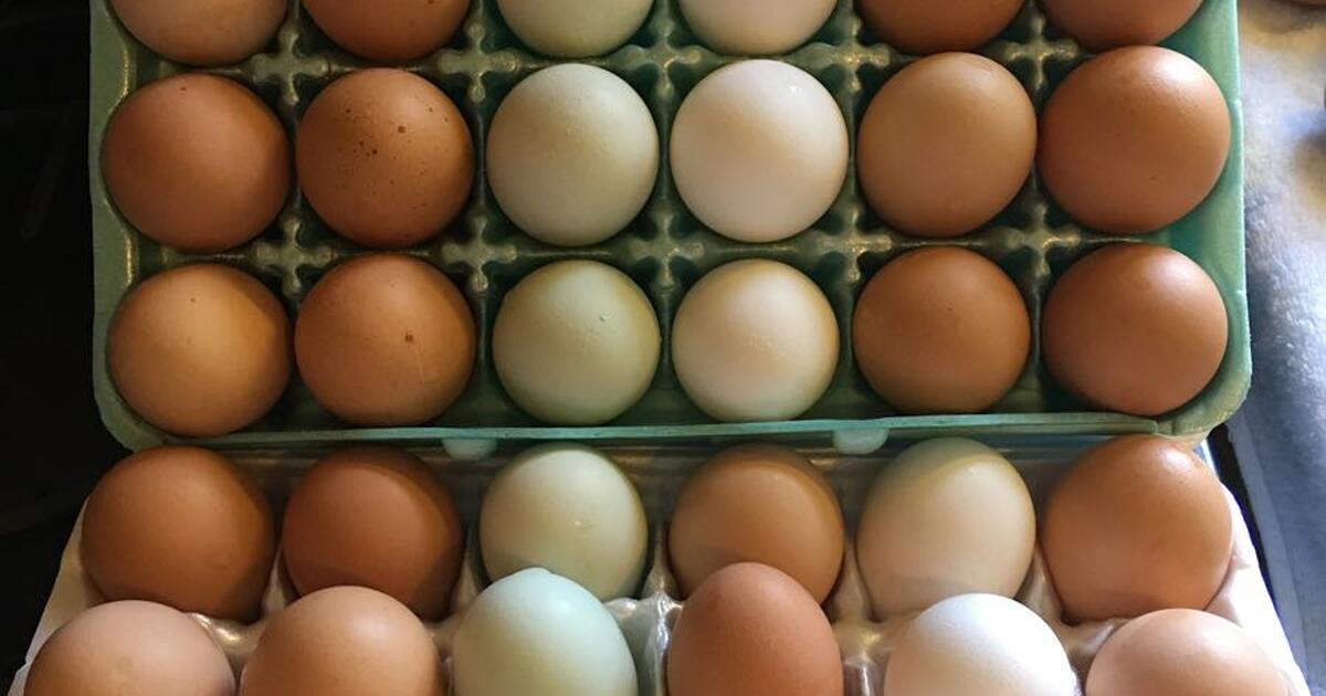 Eggs daily for 5 in Garner, NC Finds — Nextdoor