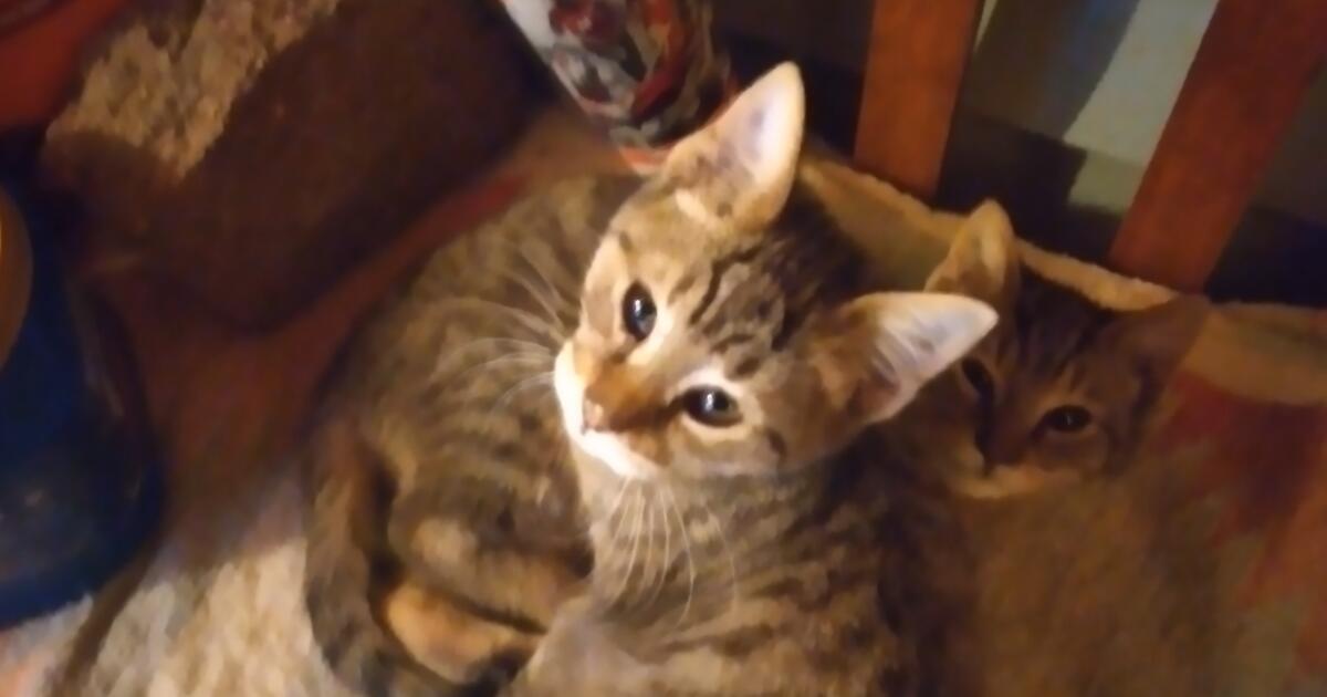 Christmas Kittens for Free in Lancaster, OH For Sale & Free — Nextdoor