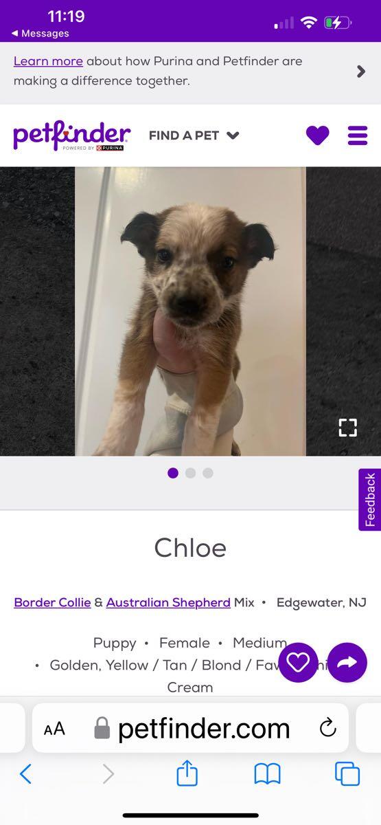Dog for adoption for Free in Jackson, NJ For Sale & Free — Nextdoor