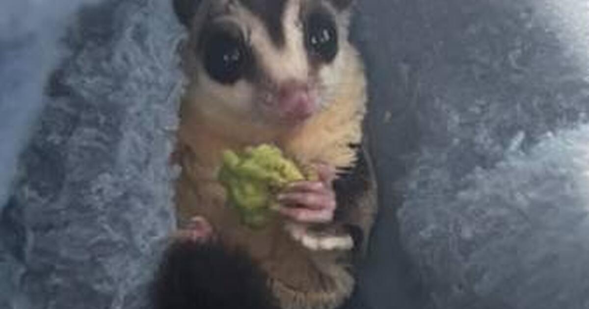 Sugar Gliders(Rehoming) for 100 in Topeka, KS For Sale & Free — Nextdoor