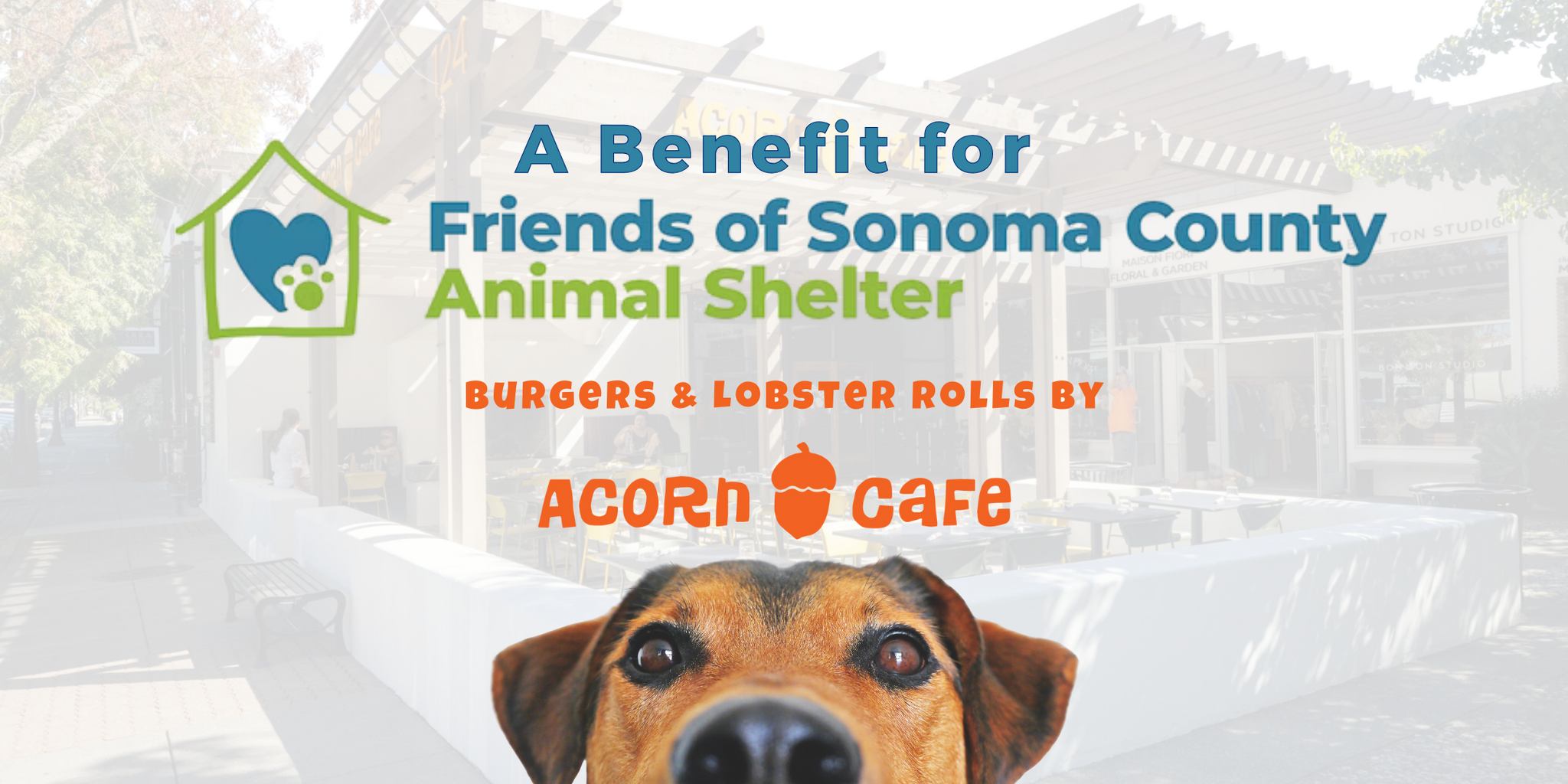 Sonoma County Animal Shelter Animal Humane Society Lost And Found