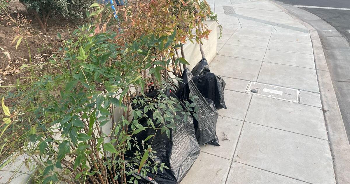 Plants/tree for Free in Fresno, CA Finds — Nextdoor