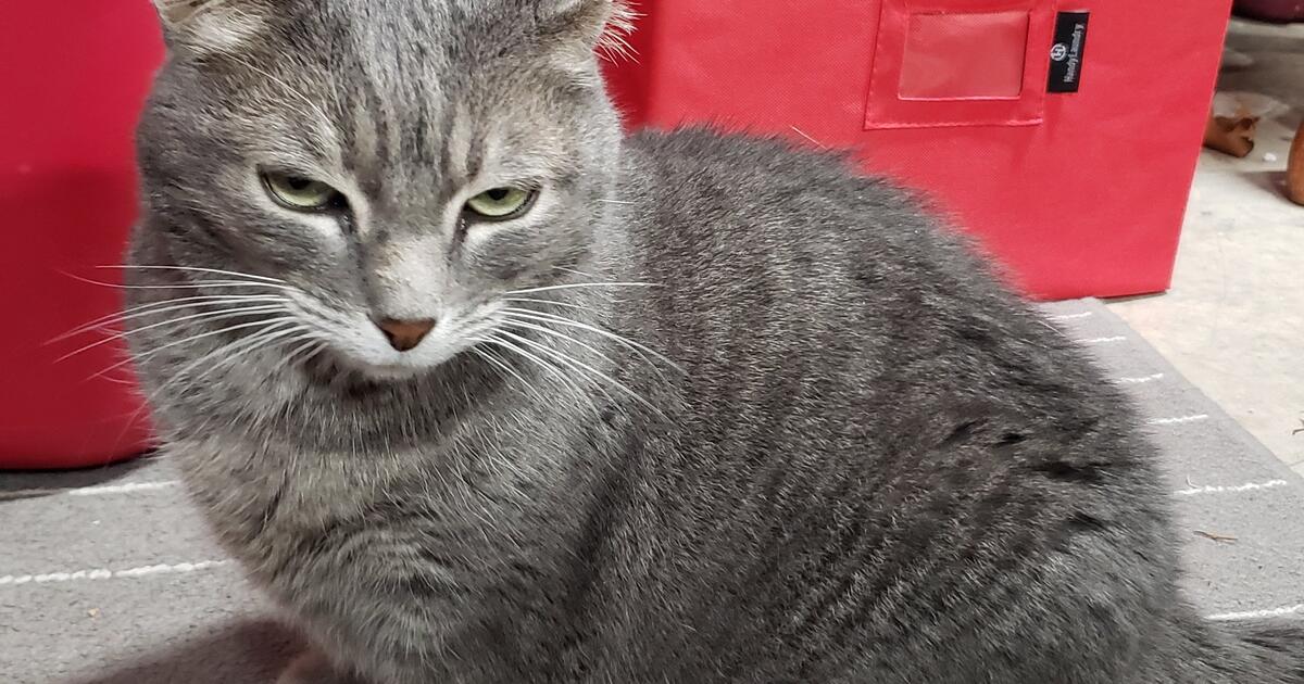 Declawed Neutered Cat for Free in Crossroads, TX For Sale & Free