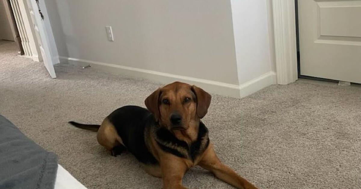 rehome-dog-for-free-in-springboro-oh-for-sale-free-nextdoor