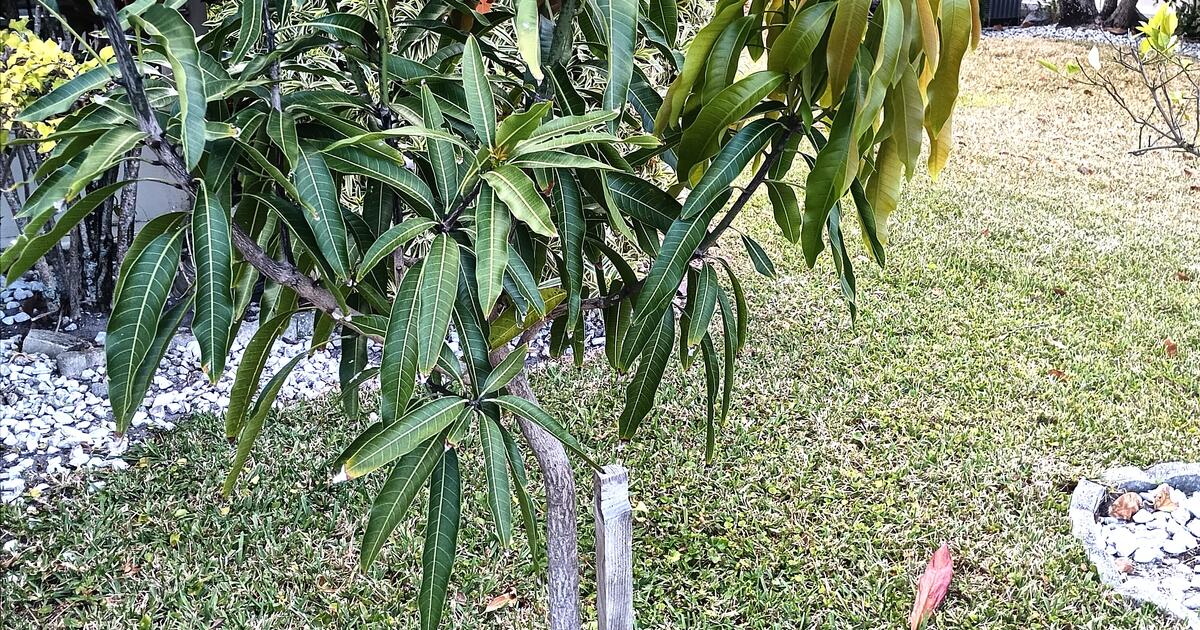 Beautiful mango tree for Free in Riviera Beach, FL For Sale & Free