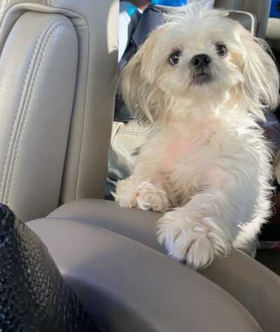 Blue Collar Dog Ranch and Rescue Fort Pierce FL Nextdoor