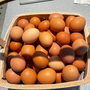 Organic Free Range Eggs
