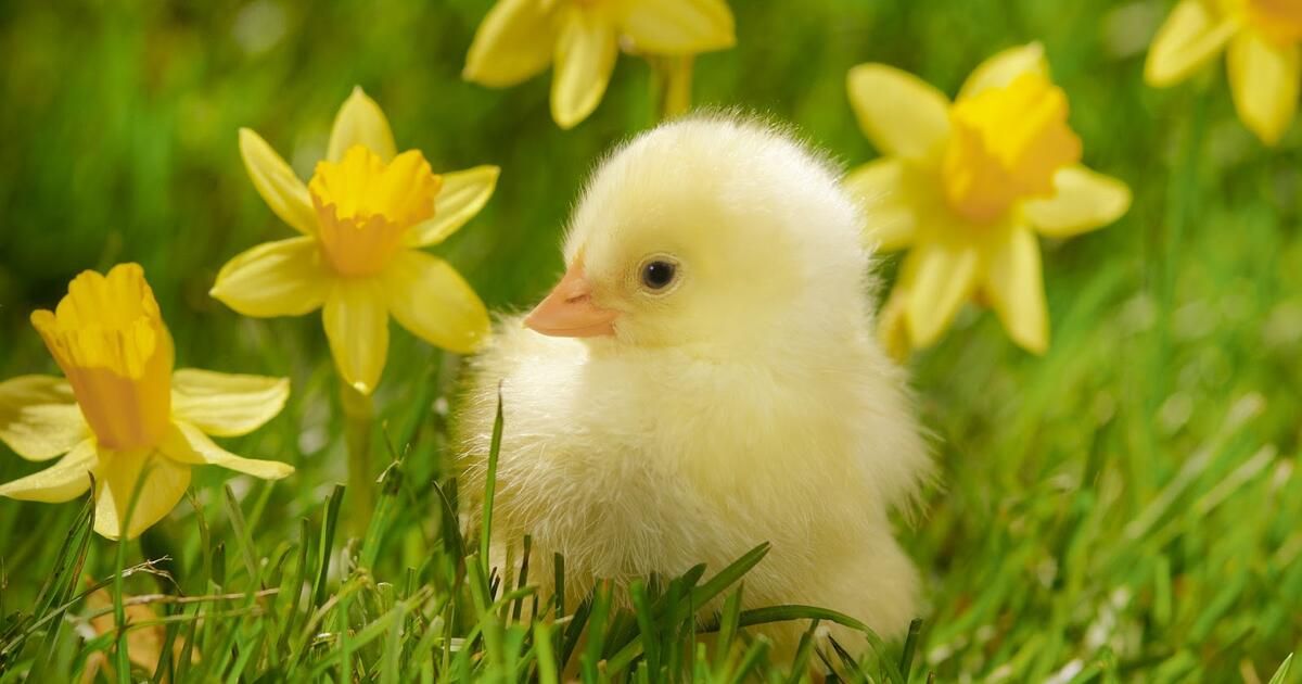 FREE GARAGE SALE GREENBRIAR 1 for Free in Brick, NJ For Sale & Free