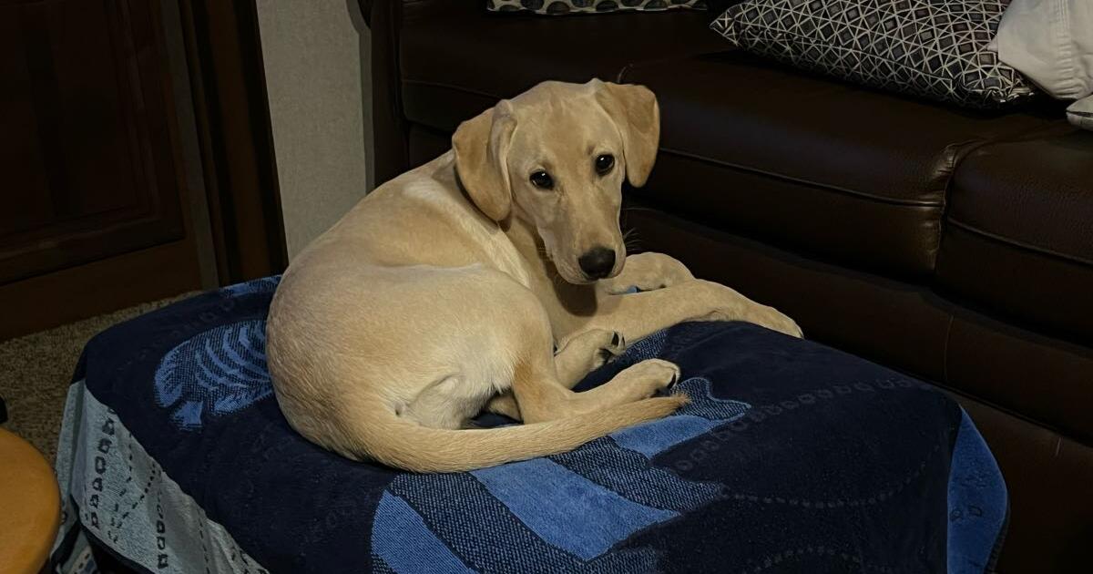 WANTED. PET SITTING FOR YOUNG LABRADOR DOG for Free in Duluth, MN For Sale & Free — Nextdoor