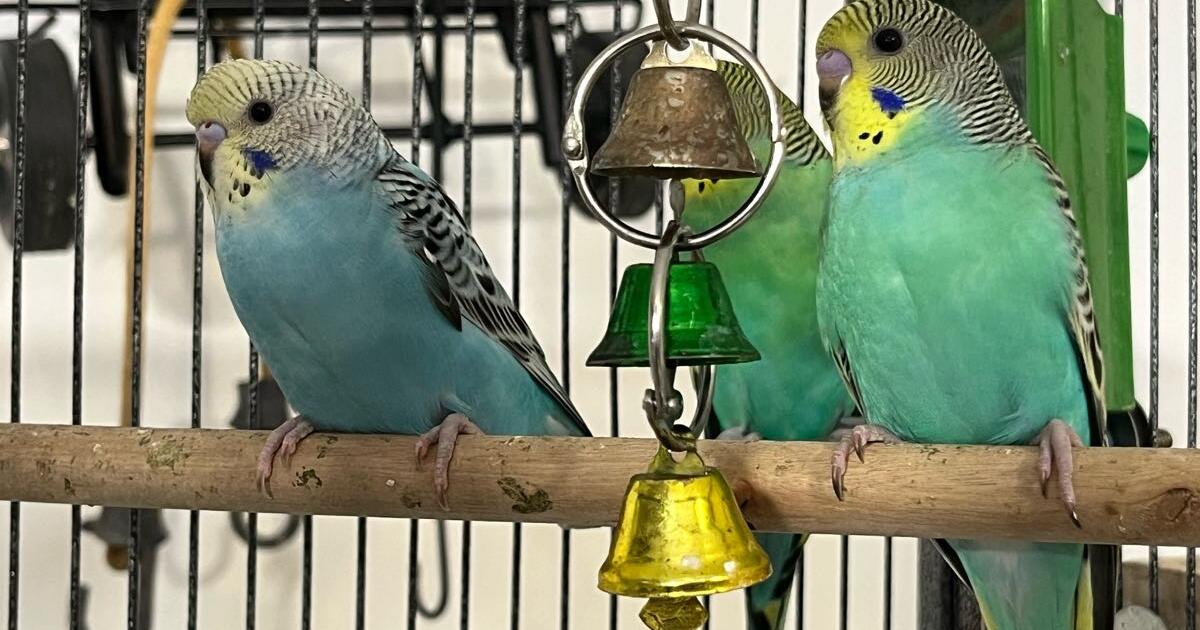 Beautiful Young Parakeets for Free in San Antonio, TX | For Sale & Free