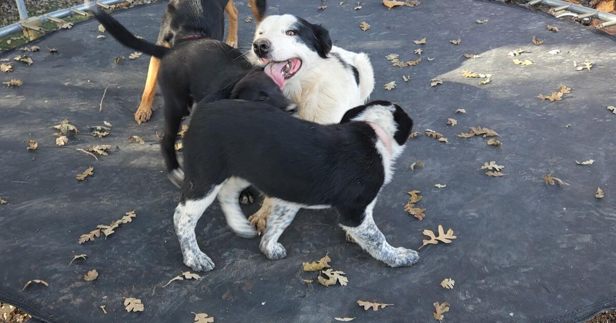 Border Collie Kelpie/Heeler Mix Puppies Need Forever Homes for Free