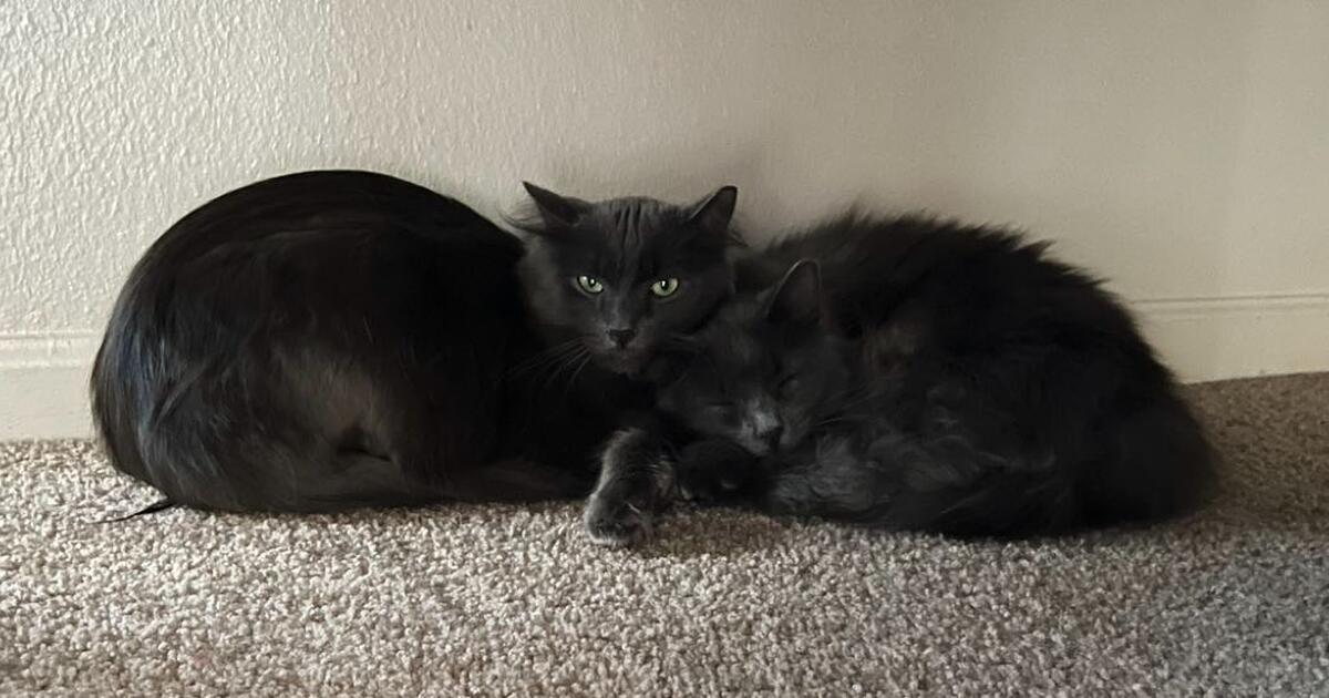 2 sweet cats free to a good home in Flint, MI For Sale & Free — Nextdoor