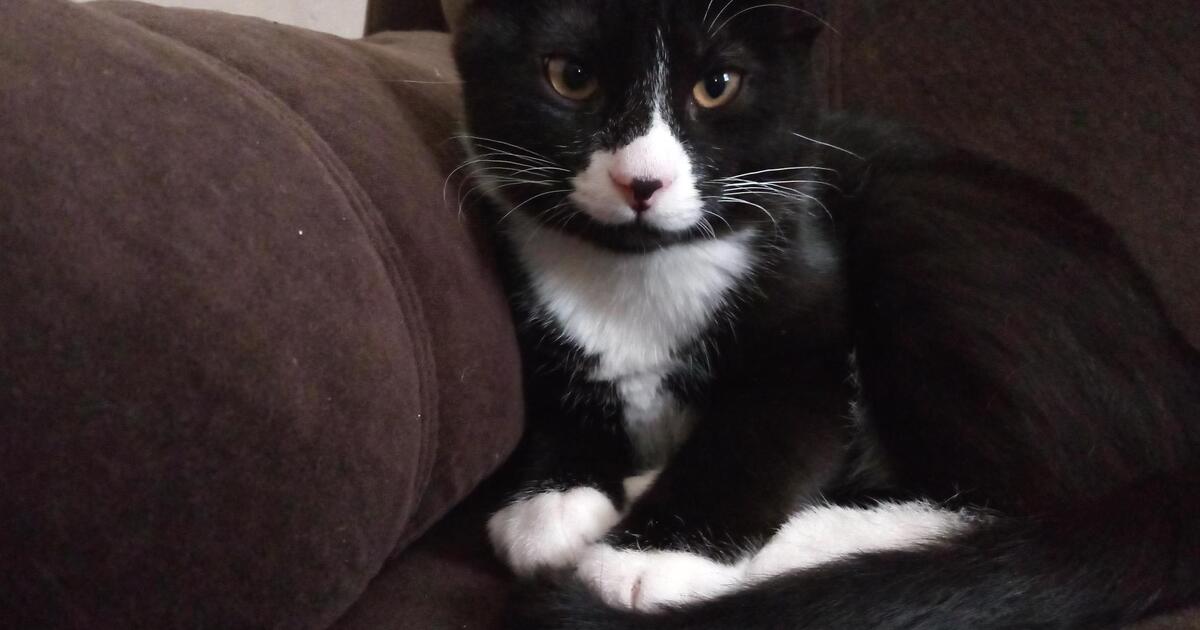 Kittens🐱 for 20 in Norfolk, VA For Sale & Free — Nextdoor