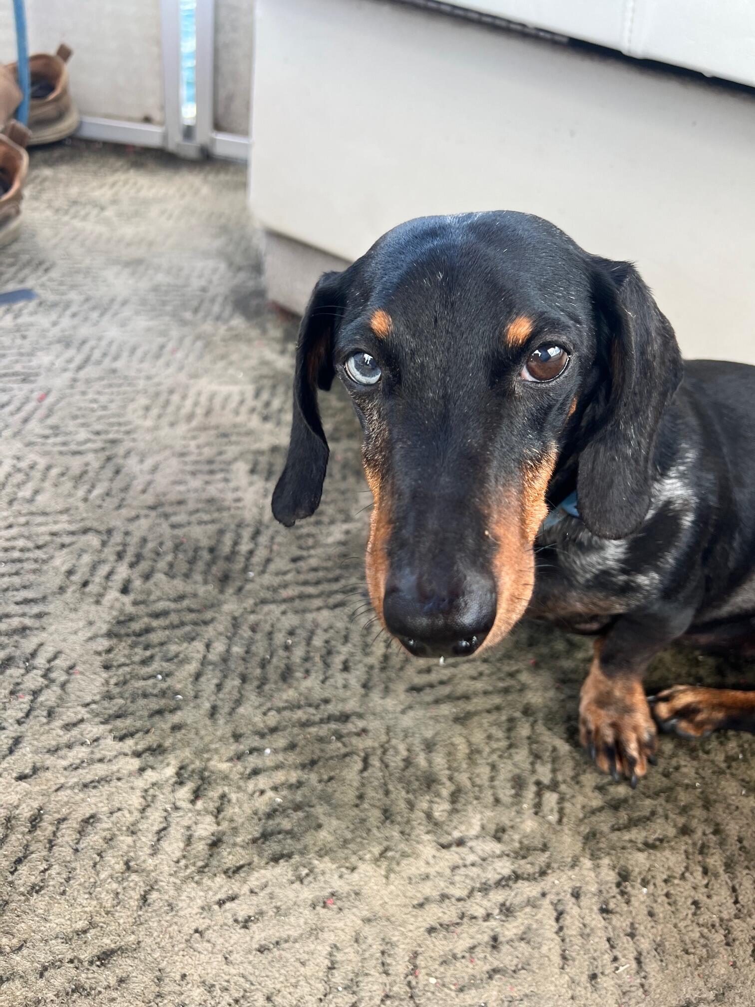 945c7e8567adfdc9c04641254ea93eda.JPG?req