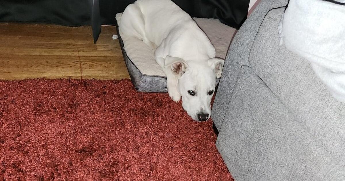 rehoming puppy for Free in San Diego, CA For Sale & Free — Nextdoor