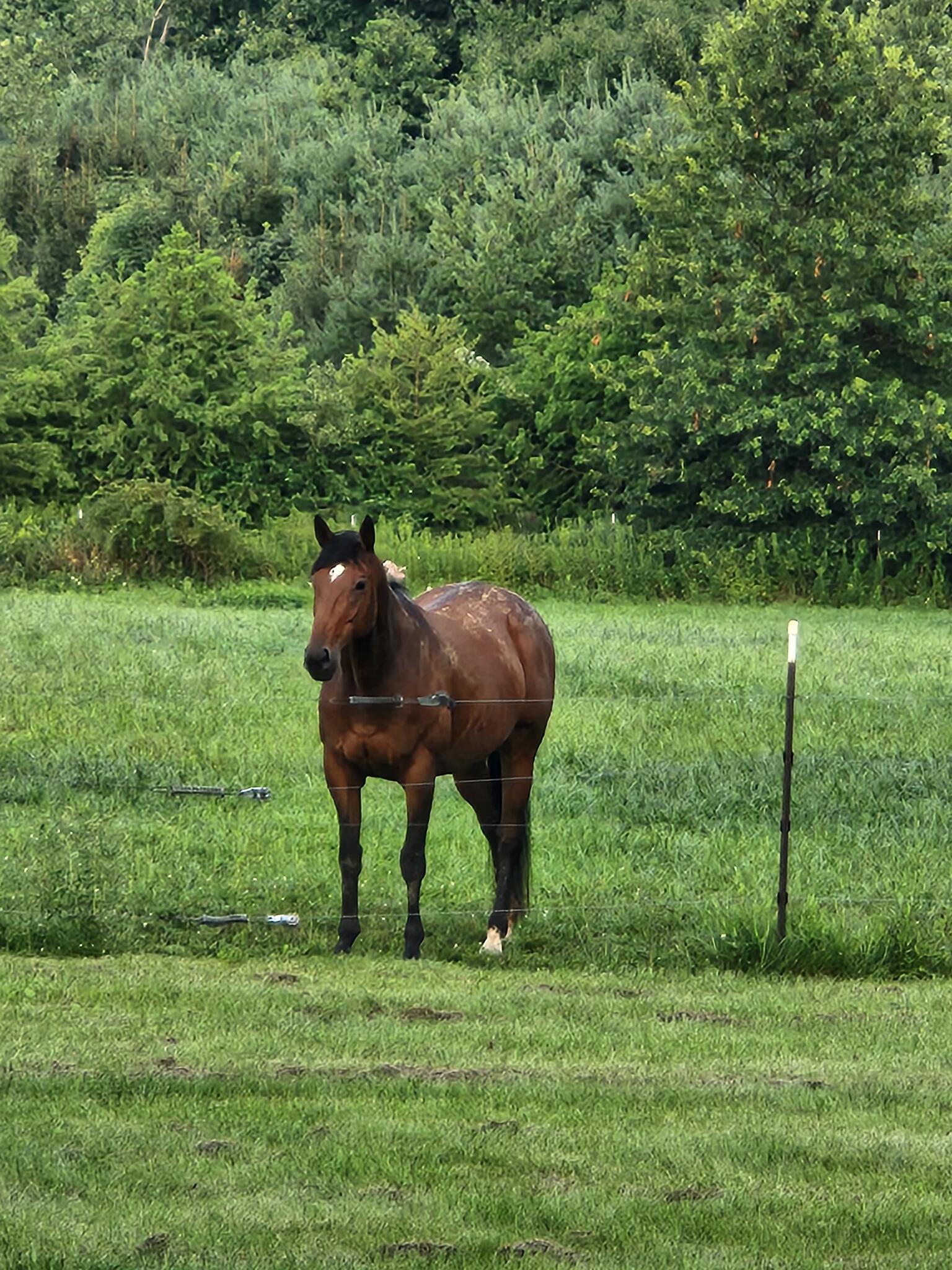 looking-to-swap-horse-dog-sitting-for-400-in-mount-gilead-oh-for