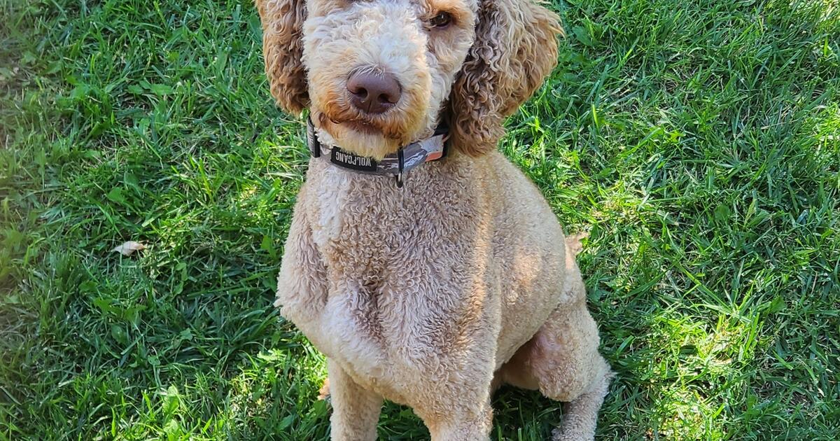 2 Year Old Standard Poodle for 500 in Santa Clara, UT For Sale & Free — Nextdoor