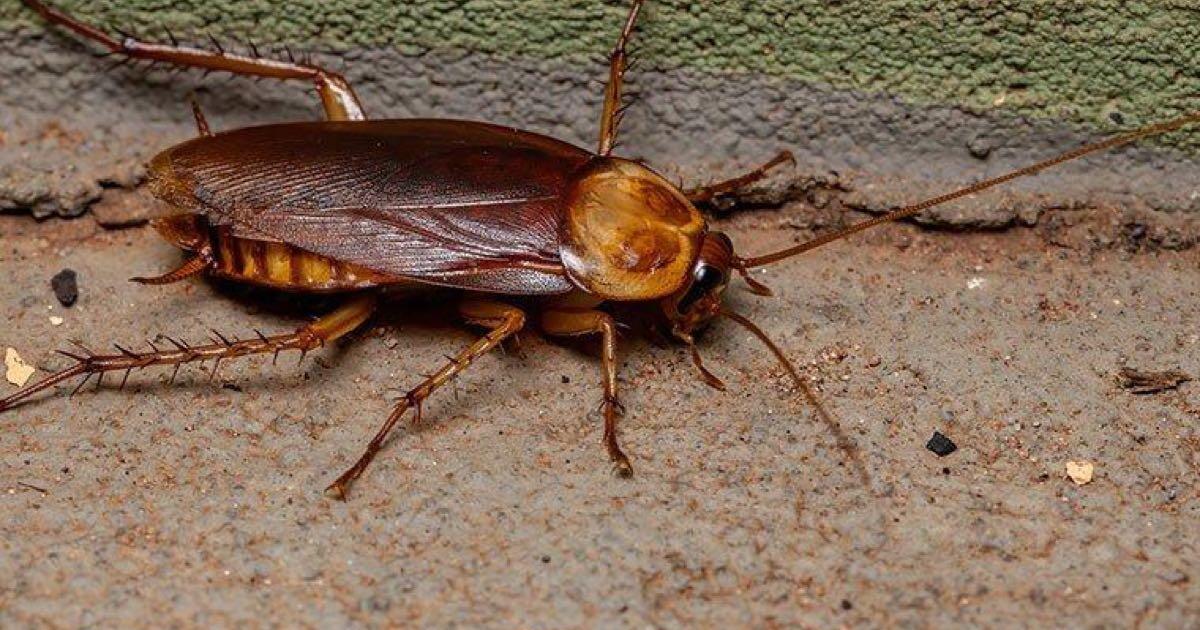 Pest Control Service for 69 in Killeen, TX For Sale & Free — Nextdoor