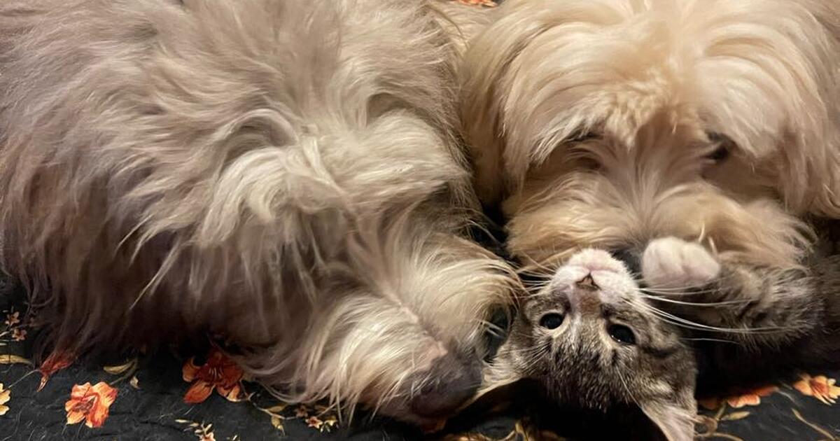 Baby kitten female for Free in Greenville, SC Finds — Nextdoor