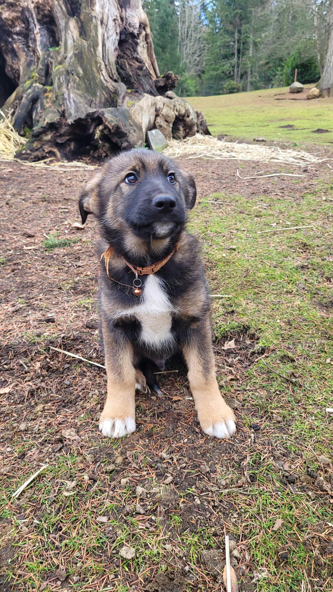 Puppies For Rehoming for 250 in Enumclaw, WA For Sale & Free — Nextdoor