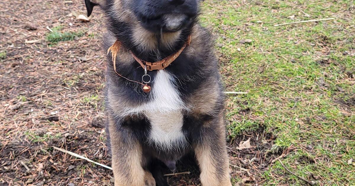 Puppies For Rehoming for 250 in Enumclaw, WA For Sale & Free — Nextdoor