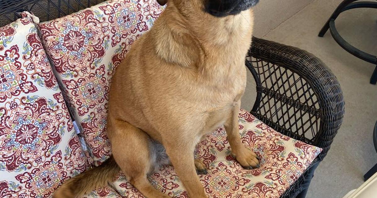 Free dog for adoption to a good home. in Bernalillo, NM For Sale & Free — Nextdoor