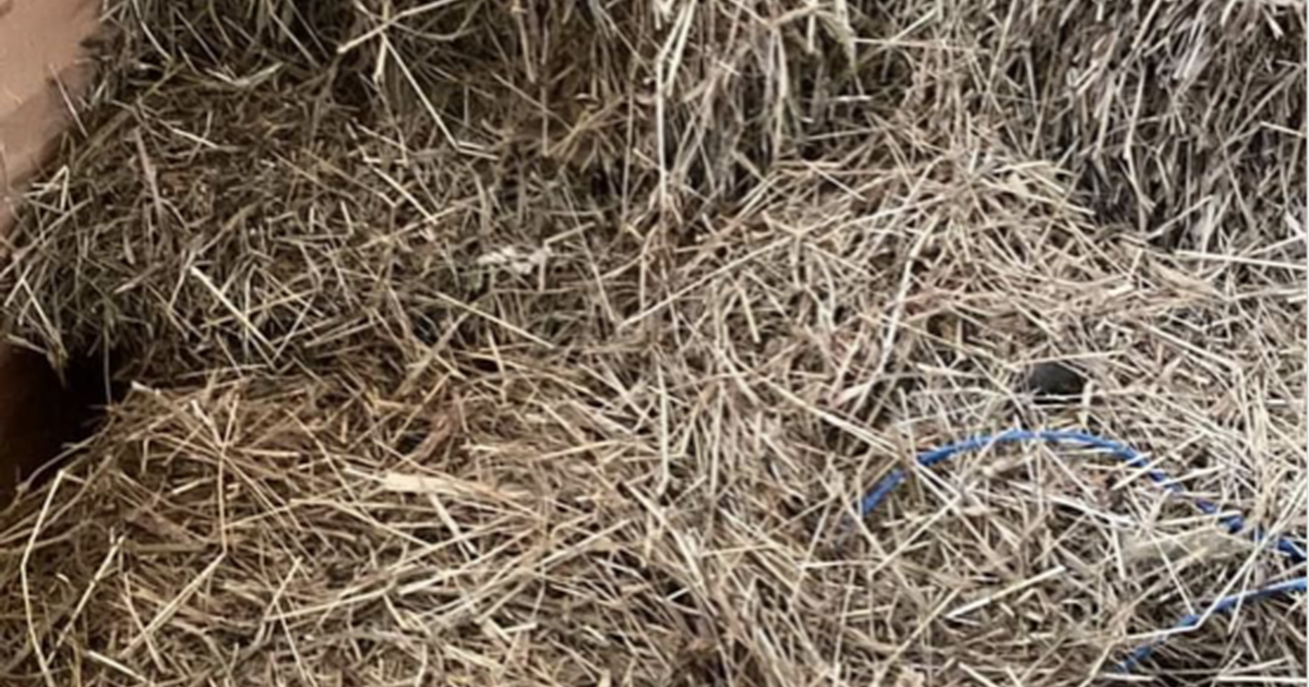 Last year 2022 hay, some dust, good for mulch or cows 2 per bale for