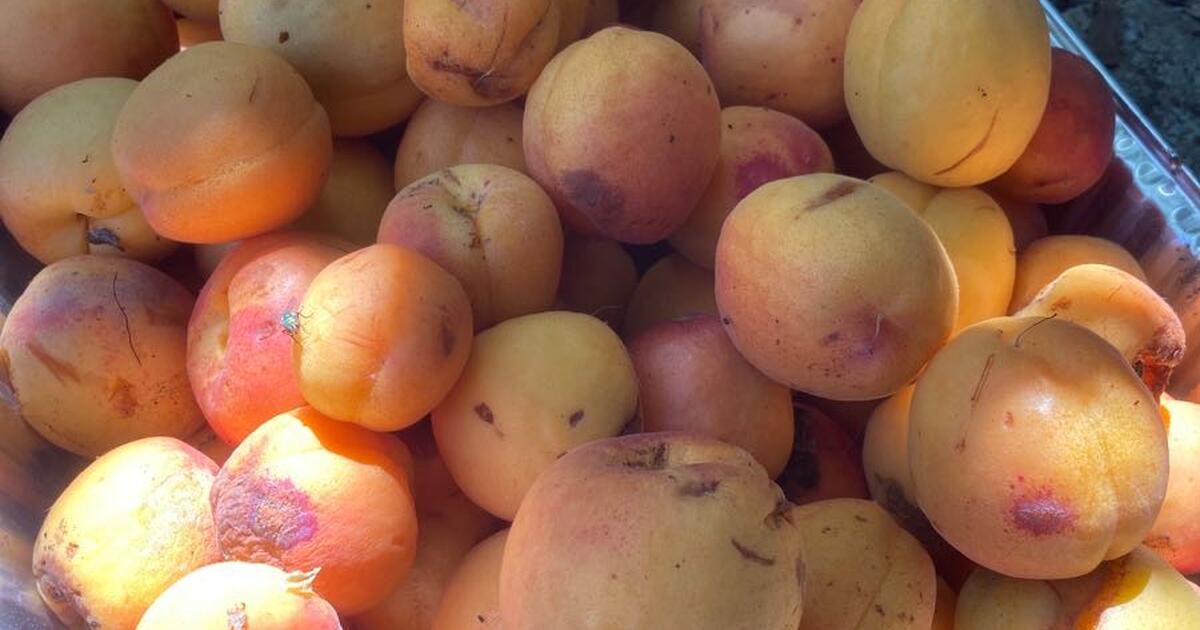 Free Imperfect Organic Moorpark Apricots for Free in Palo Alto, CA