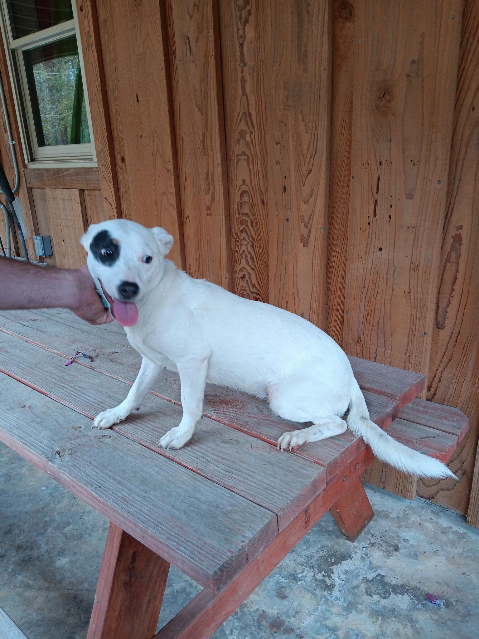 Free to A Good Home for Free in Millington, TN For Sale & Free — Nextdoor