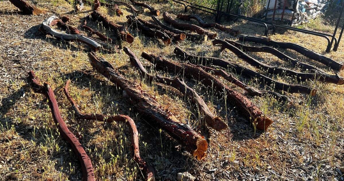 Manzanita logs for projects for Free in Grass Valley, CA For Sale