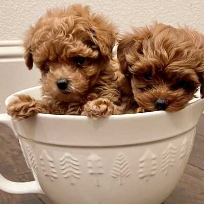 Tiny clearance teddies puppies