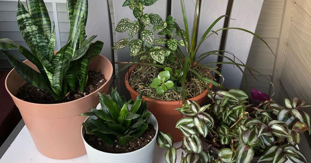 Multi plants $22 for all for $22 in Plano, TX | Finds — Nextdoor