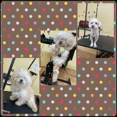 Legacy online pet grooming