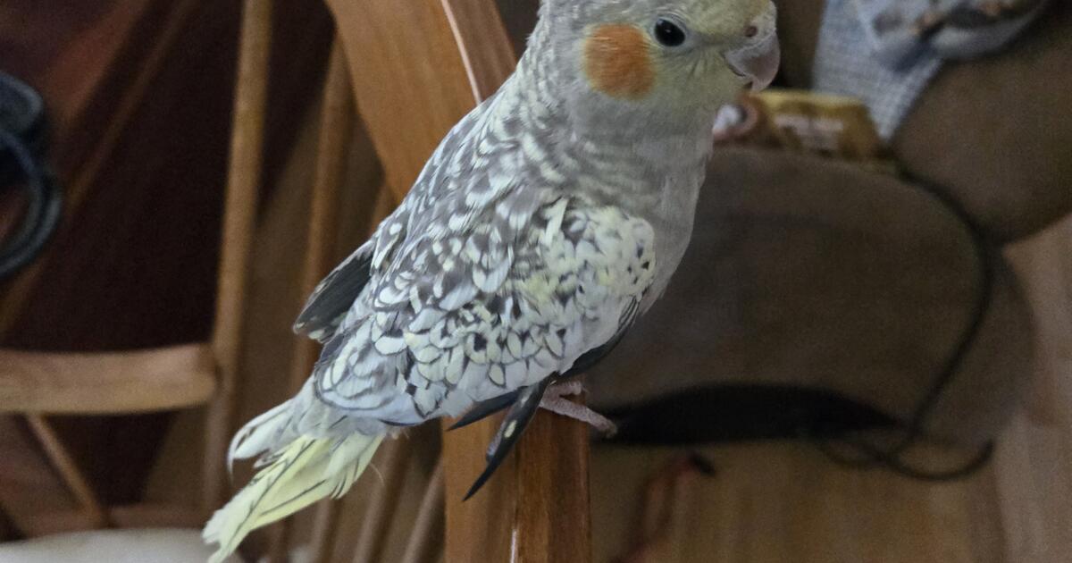 Baby Cockatiel Male in Gilbert, AZ | For Sale & Free — Nextdoor